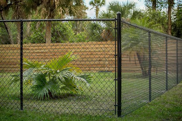 Black chain-link fence around a green yard with a palm shrub and tan wall in the background