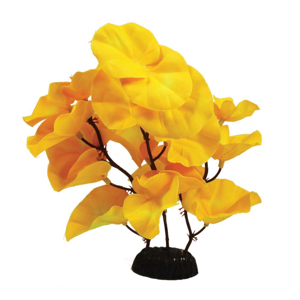 LilyYellow