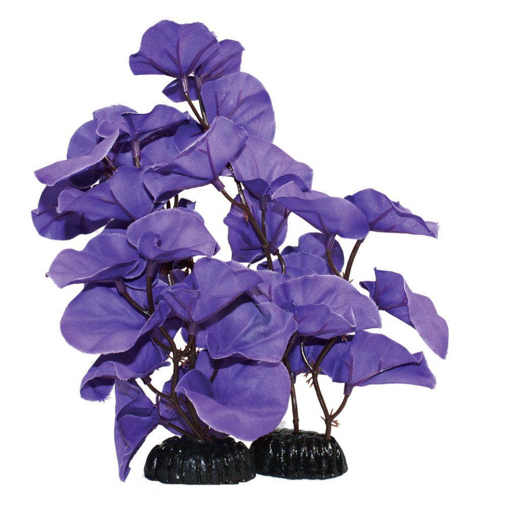 LilyPurple