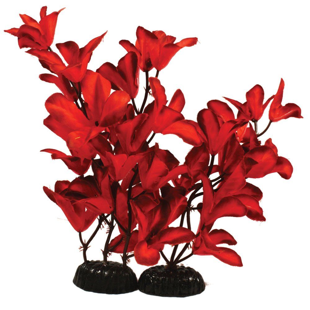 GlandulosaRed