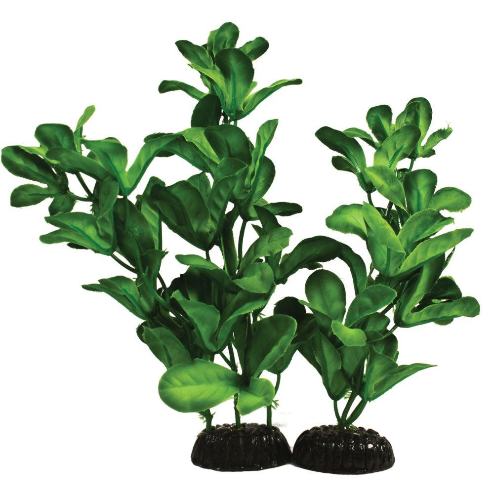 ShinnerisaGreen