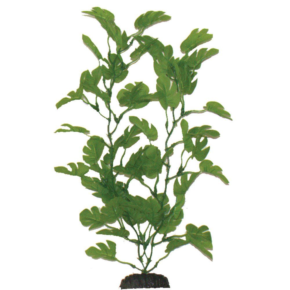 AnubiasGreen