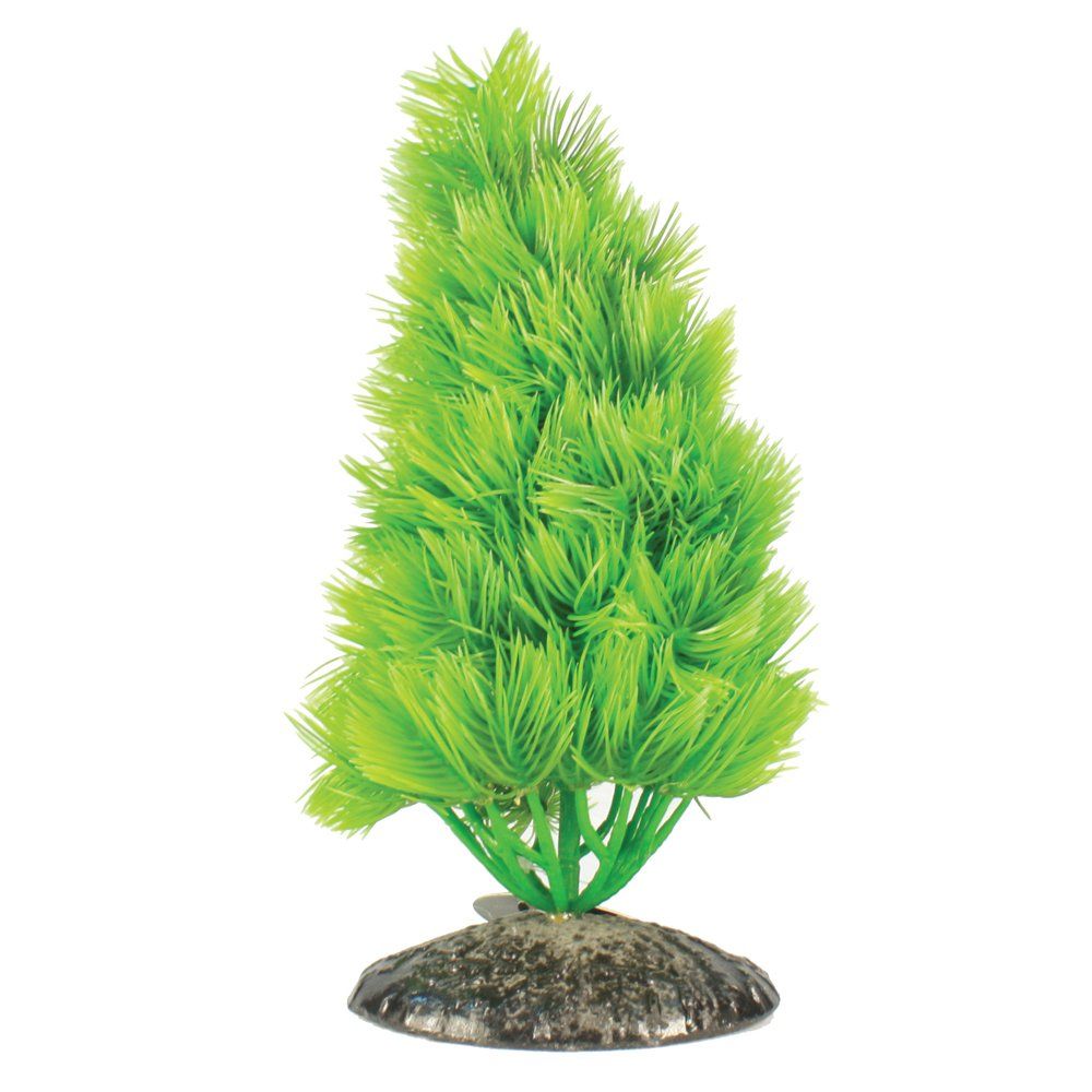HornwortTree