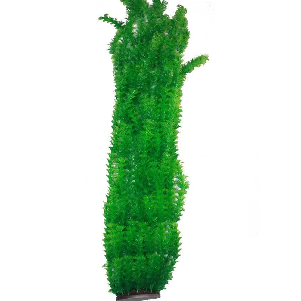 XLPlasticambulia