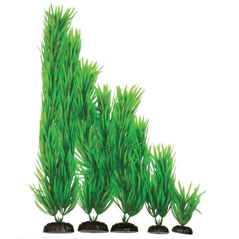 PogestemonGreen