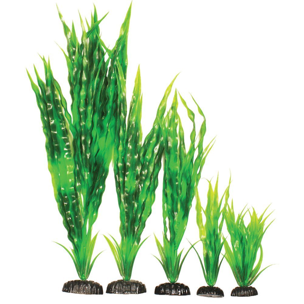 AponogetonCrispus