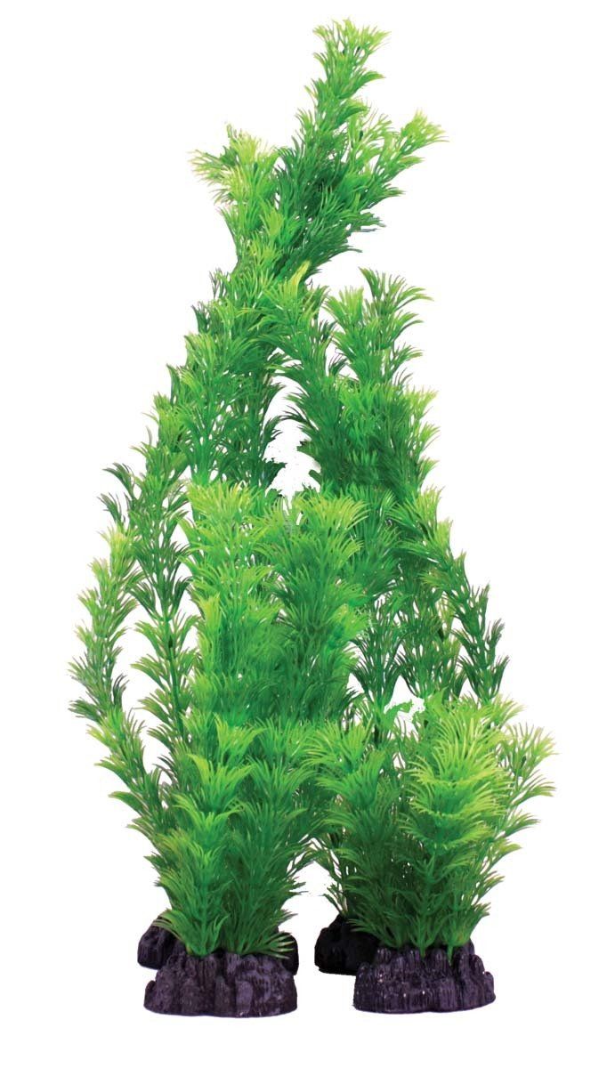 HornwartGreen