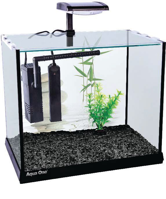 Betta Oasis
