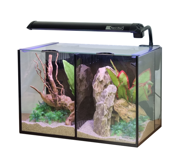 Betta Duo