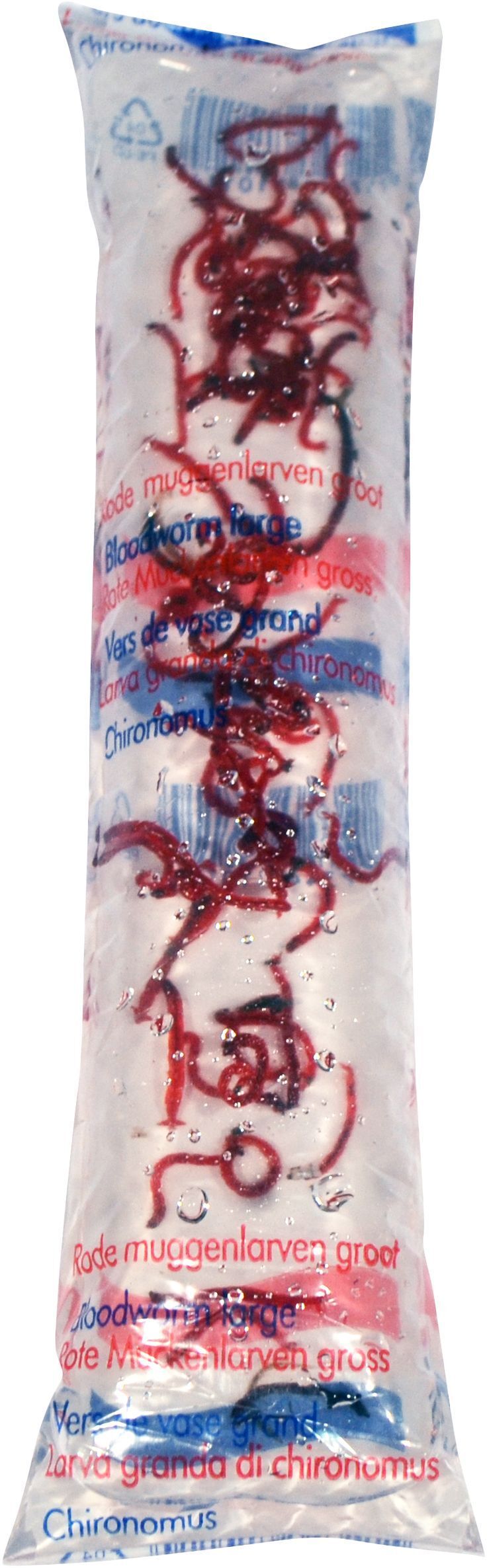 Large Bloodworm