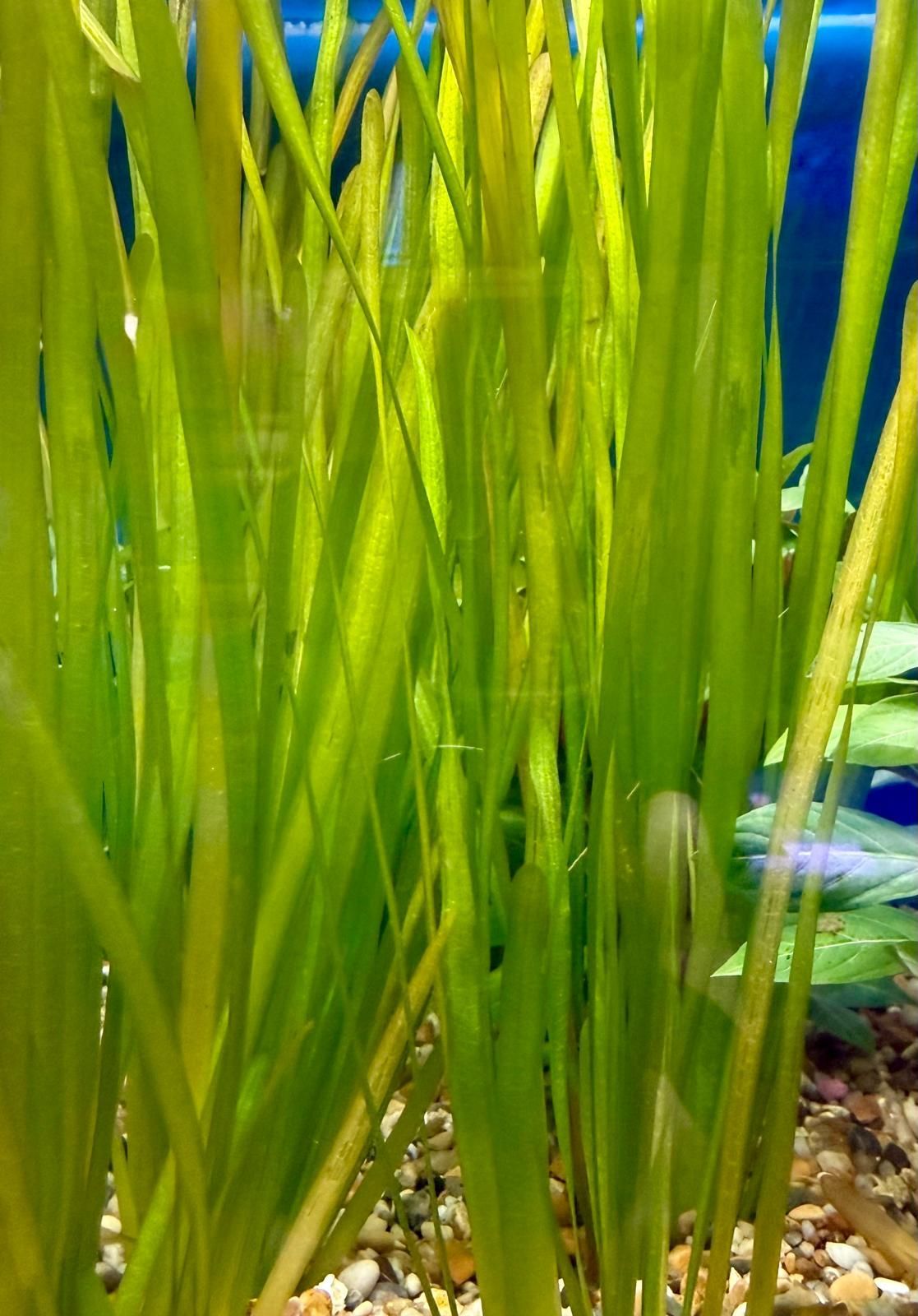 Vallisneria+spirallis