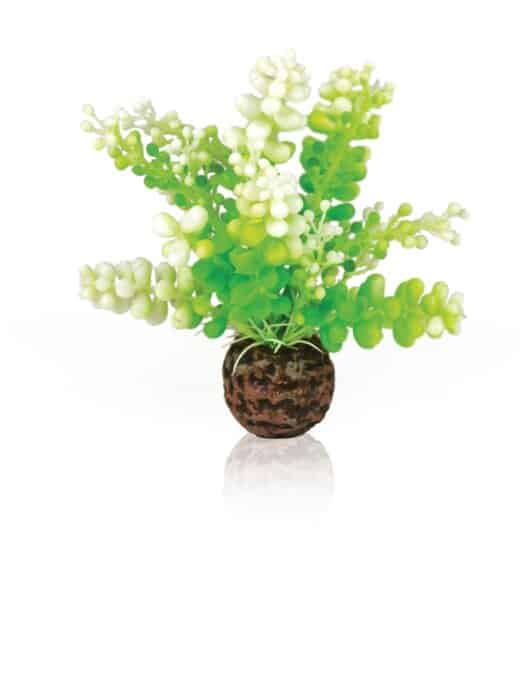 biOrb-Aquatic-Caulerpa-green