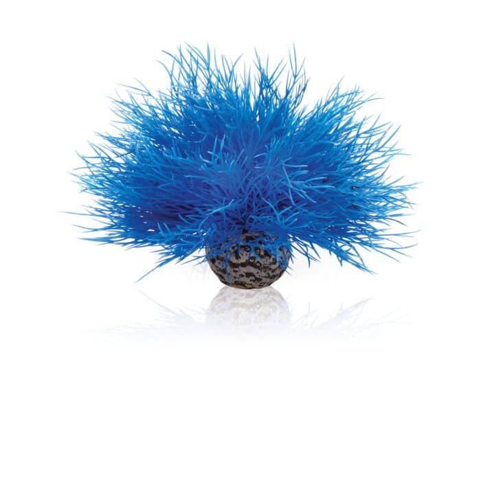 biOrb-Aquatic-sea-lily-blue