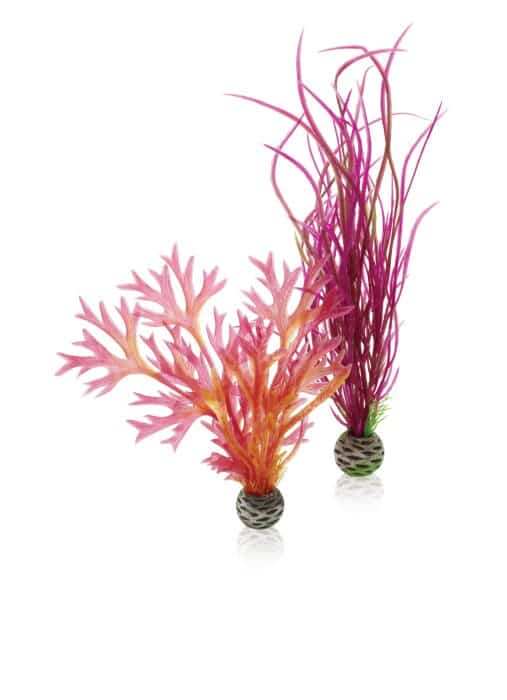 Plantset-M-red--pink