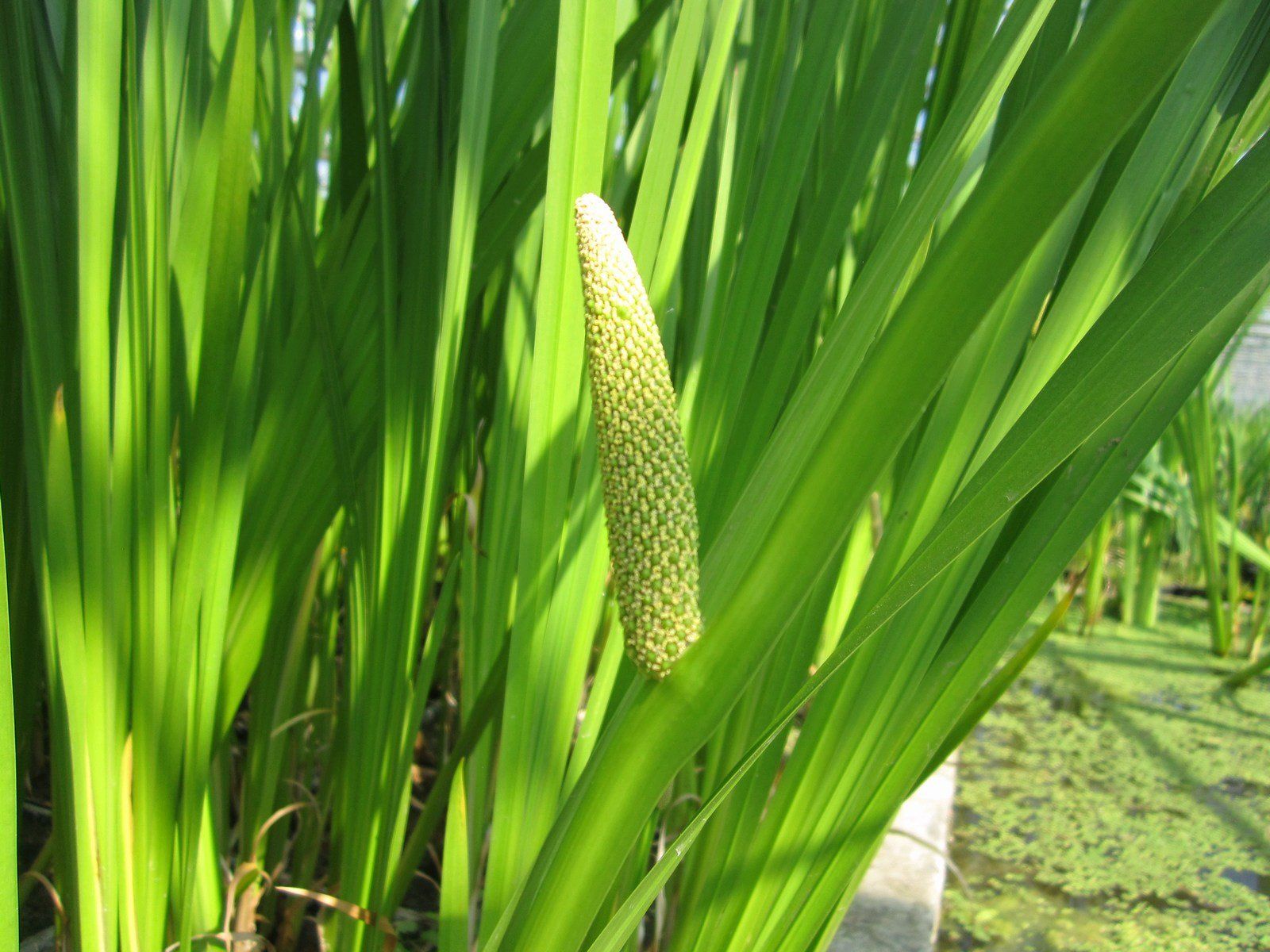 Acorus+calamus