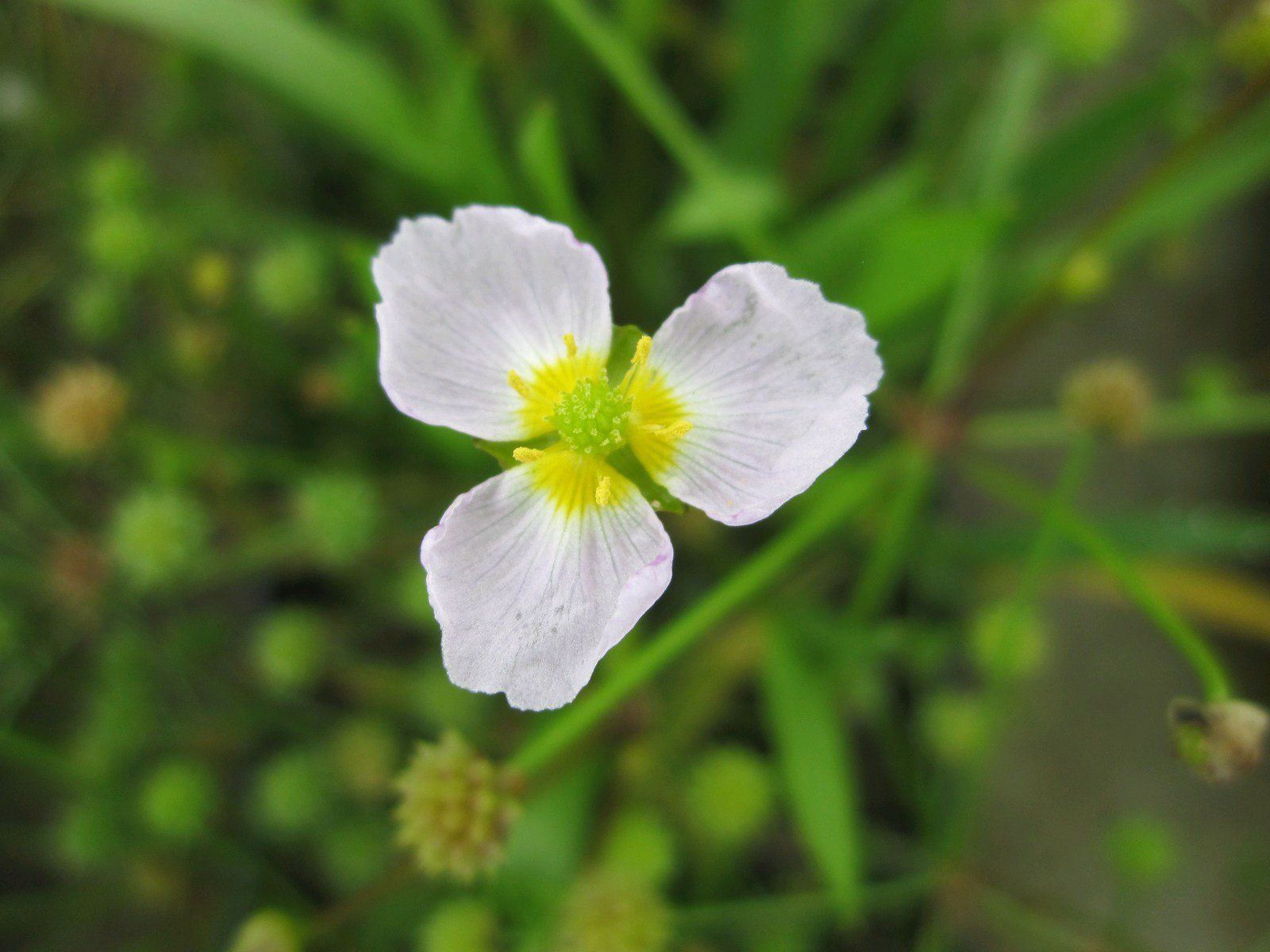 Baldellia+ranunculoides