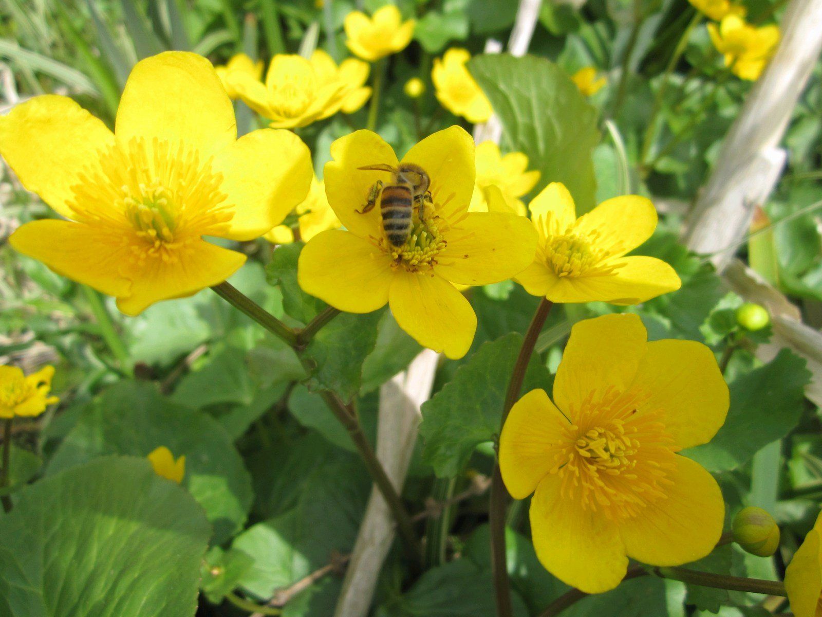 Caltha+palustris