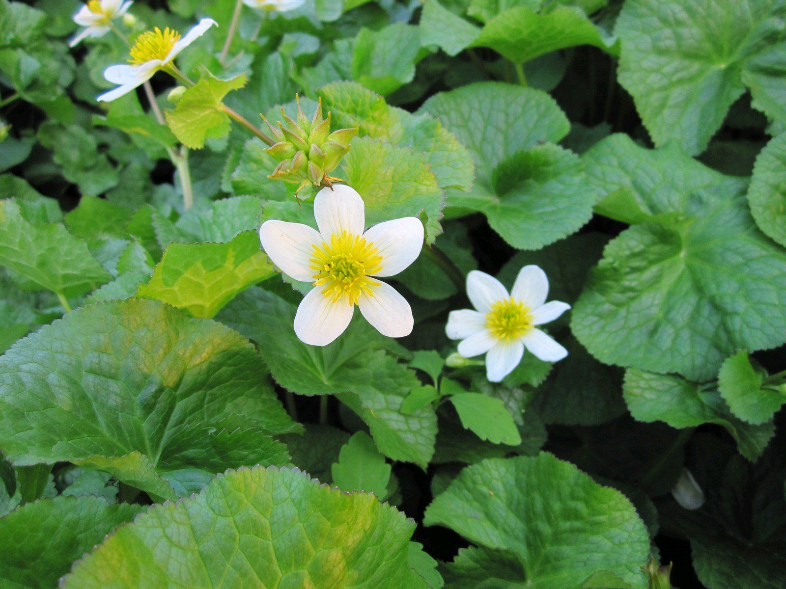 Caltha+palustris+alba