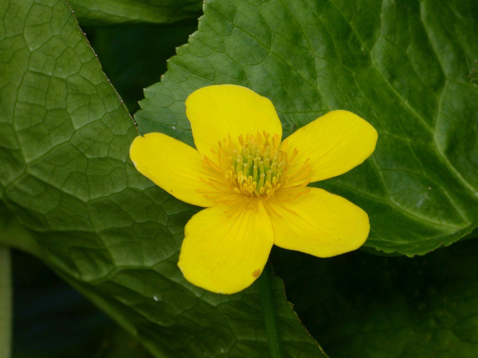 Caltha palustris