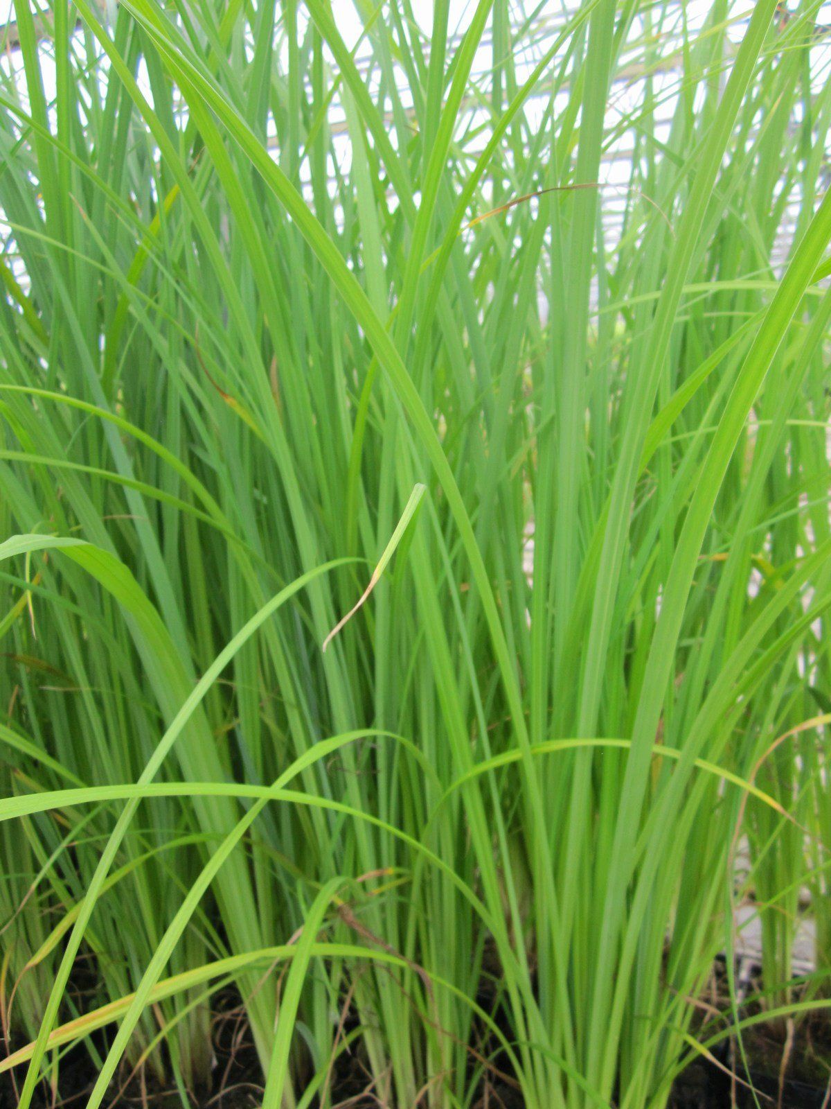 Carex+acuta