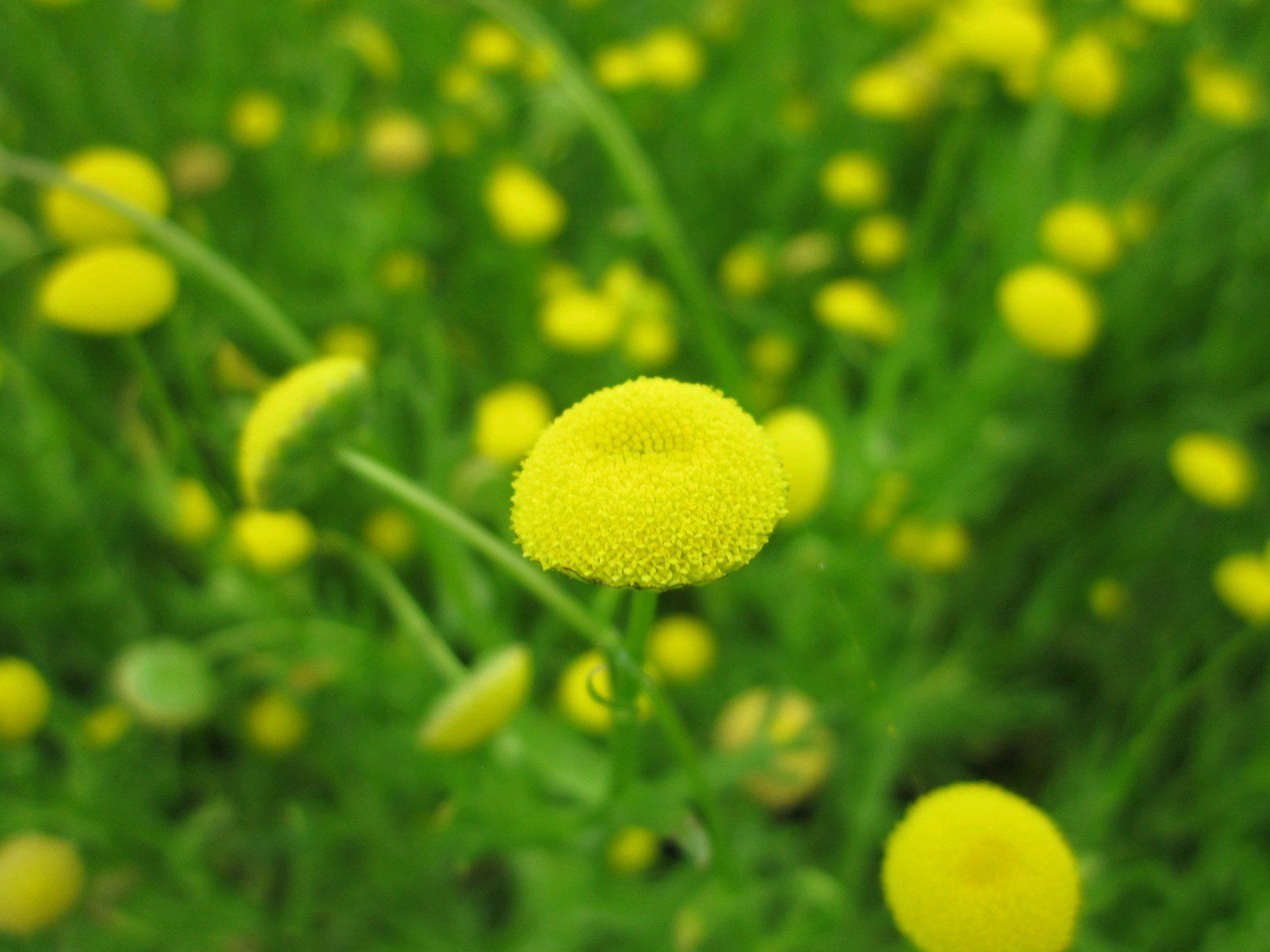 Cotula+coronopifolia