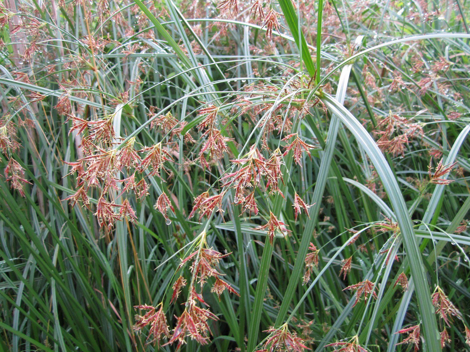 Cyperus+longus