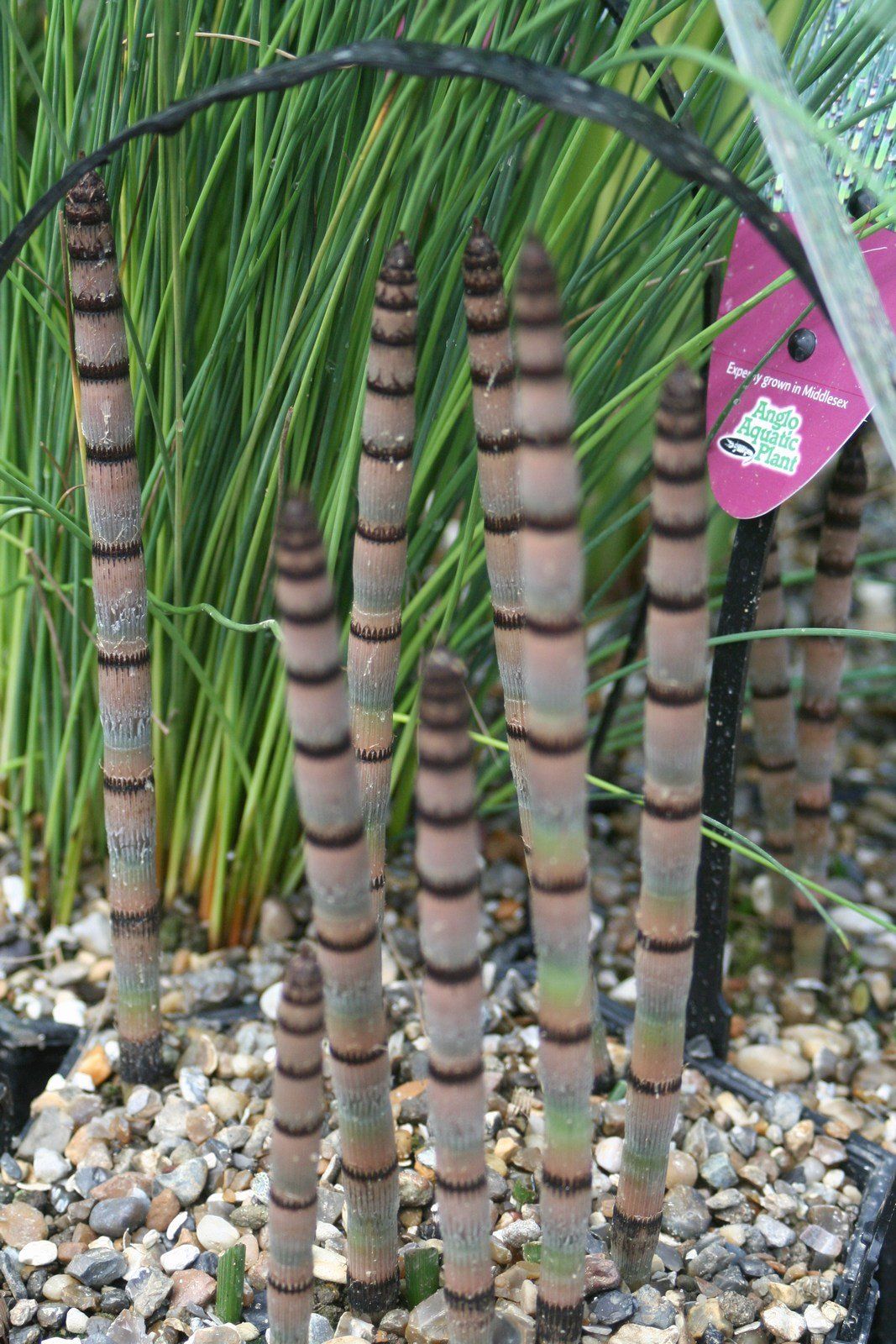 Equisetum+hyemale