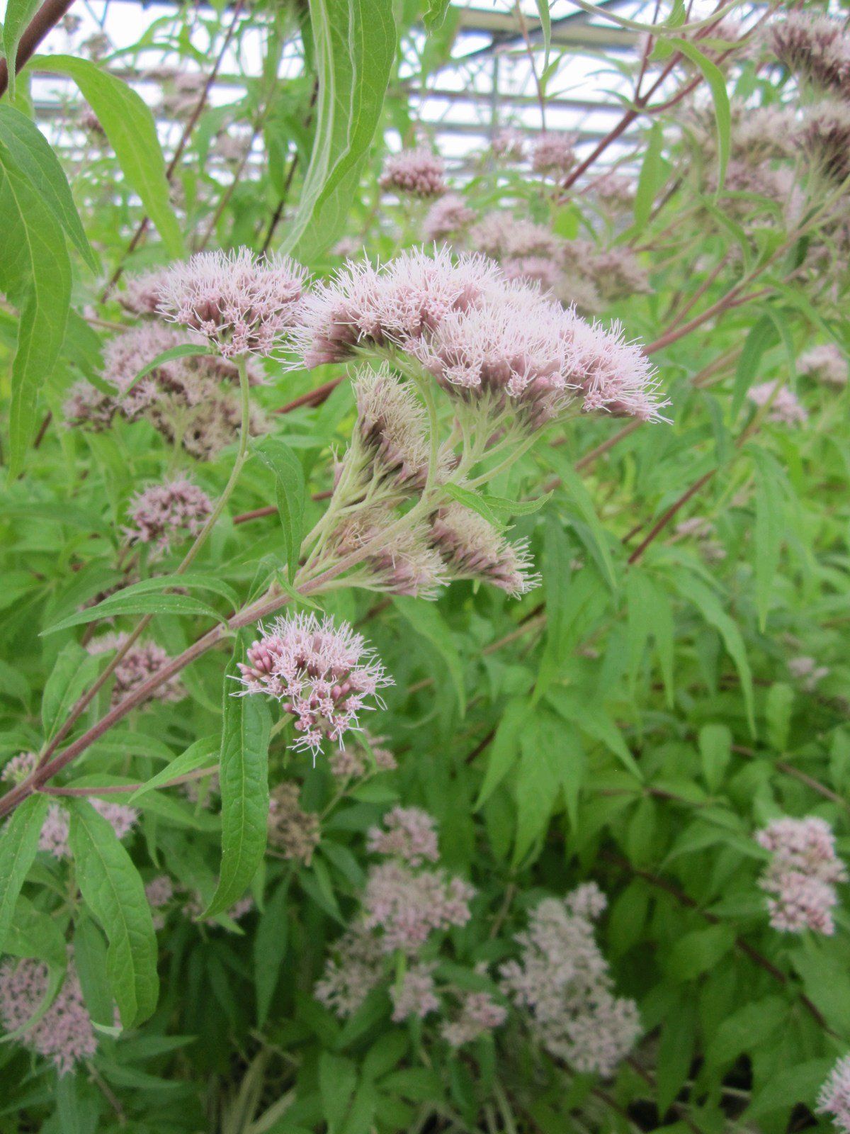 Eupatorium+cannabibum