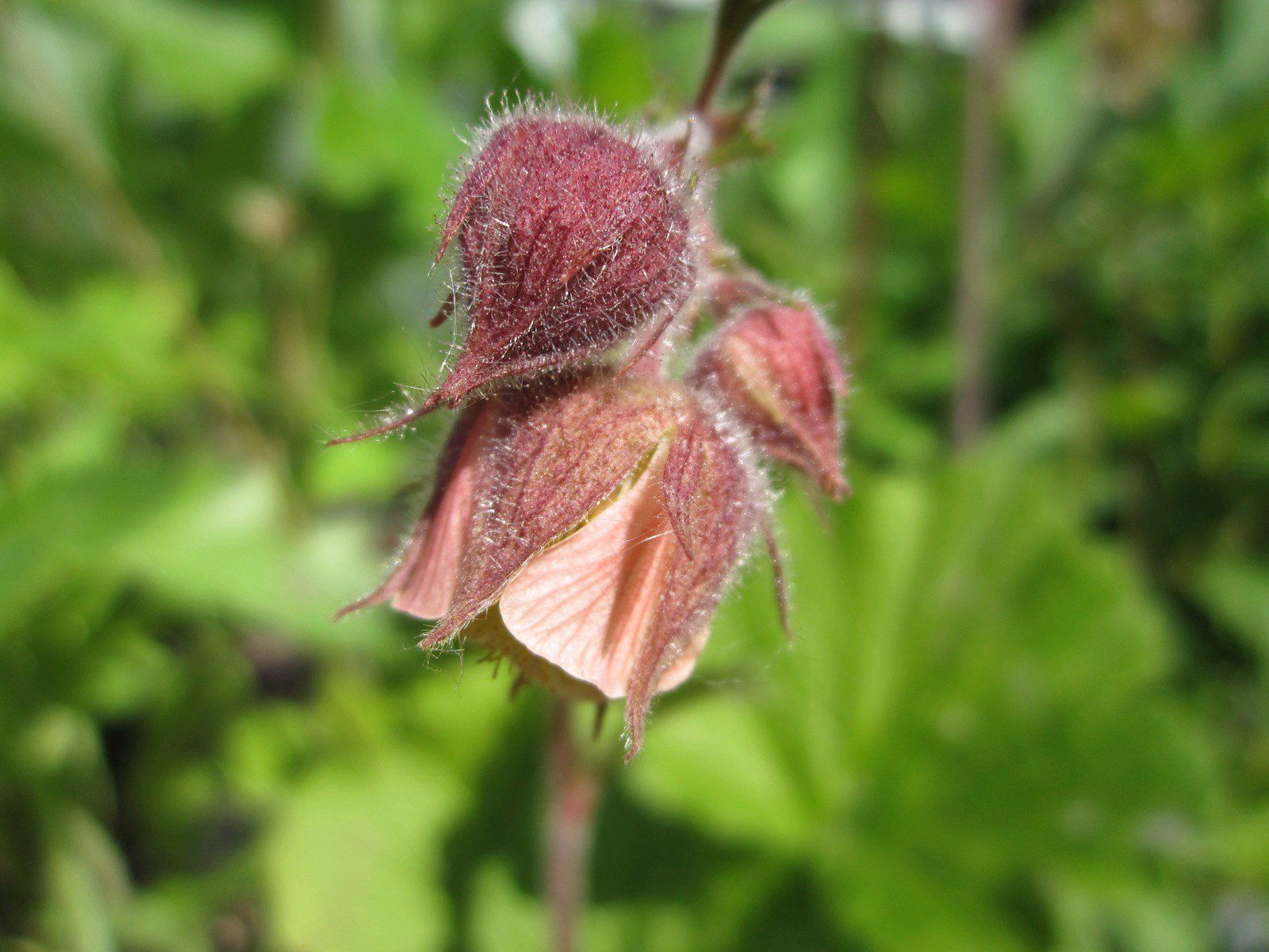 Geum+rivale