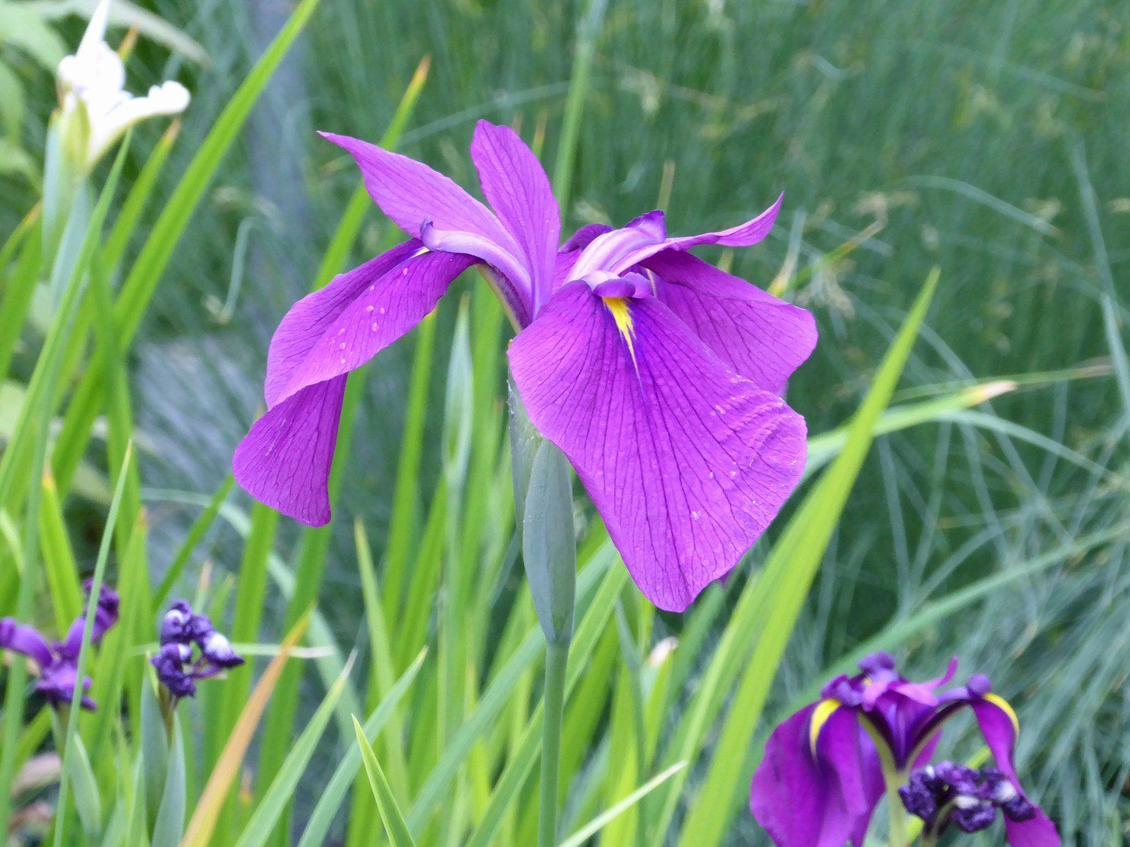 Iris+Ensata