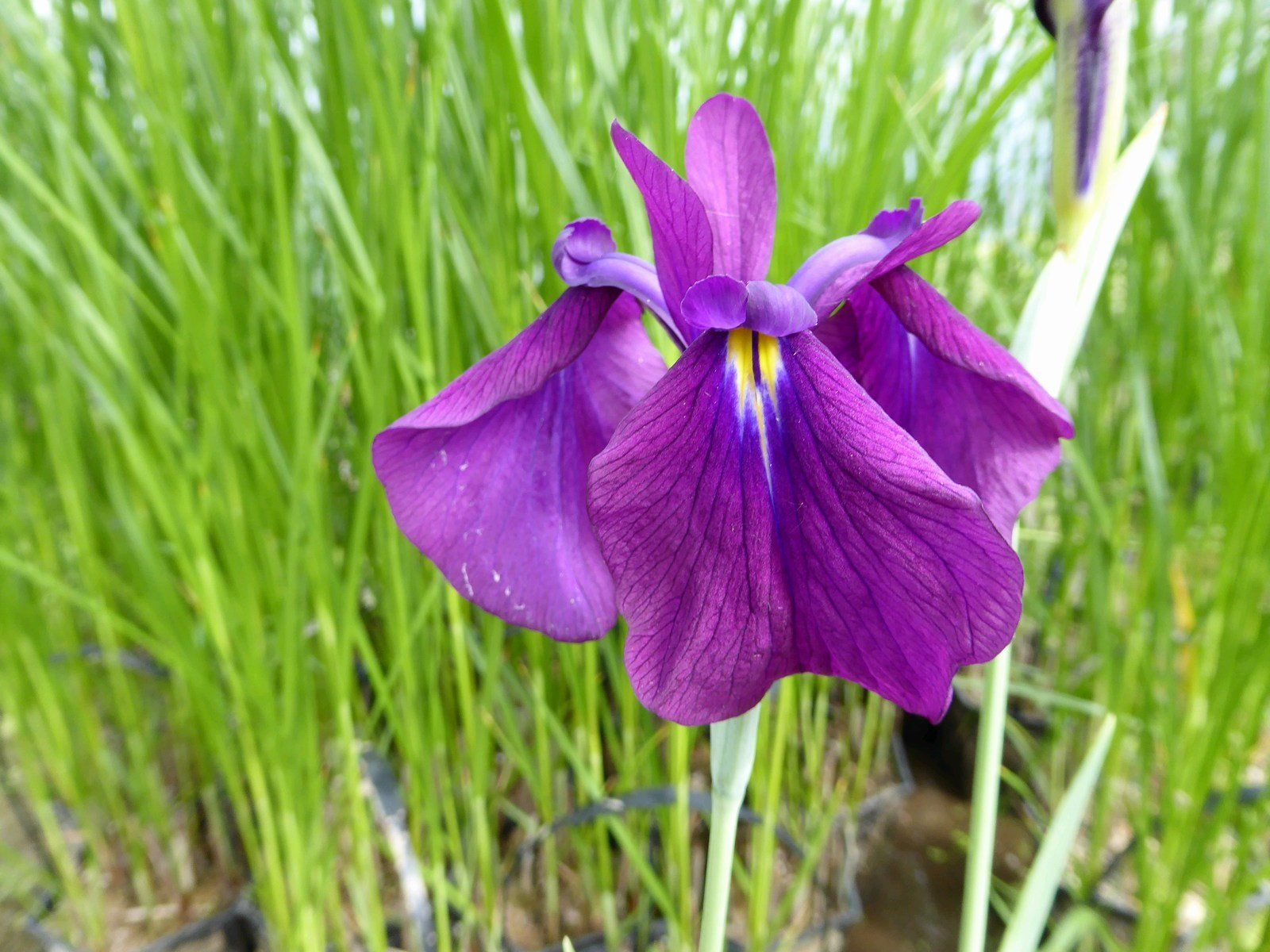 Iris+ensata+_Variegata