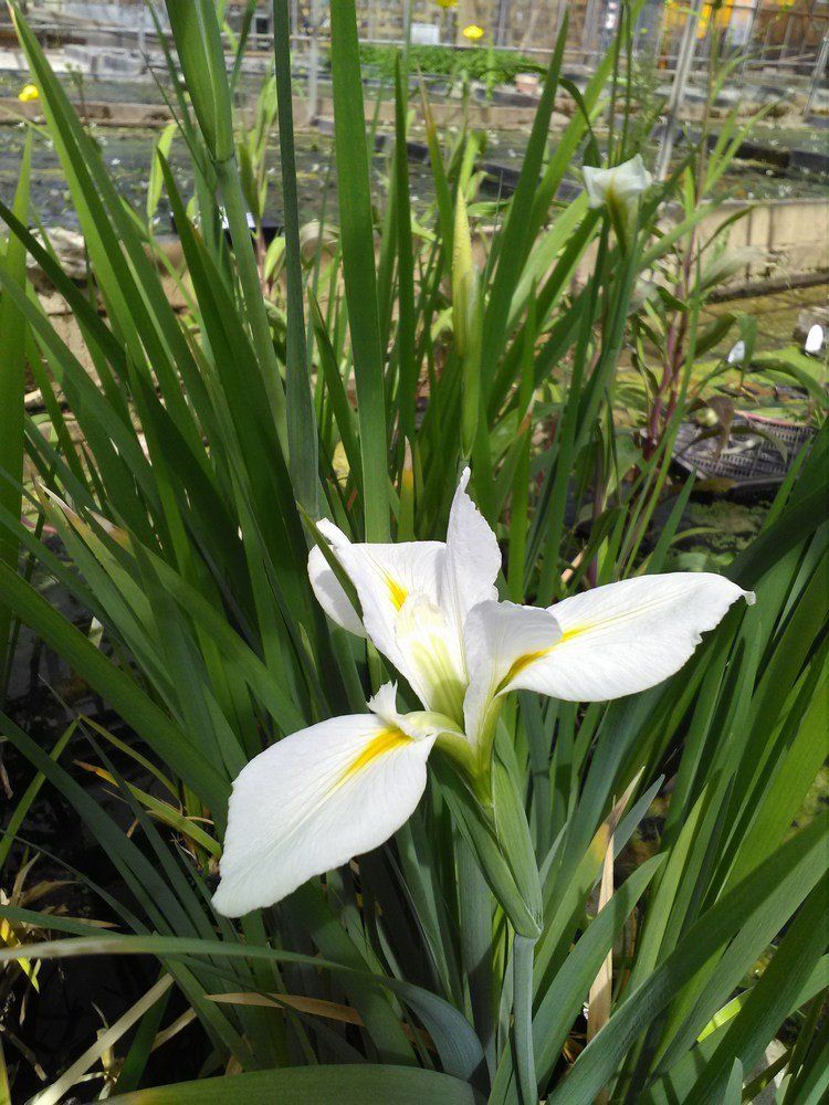 Iris+louisiana+Her+Highness