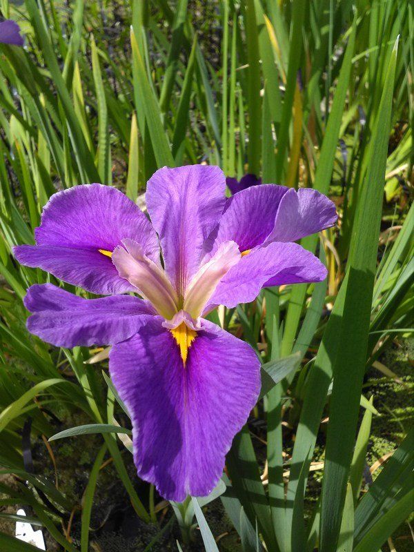 Iris+louisiana+Pegaletta