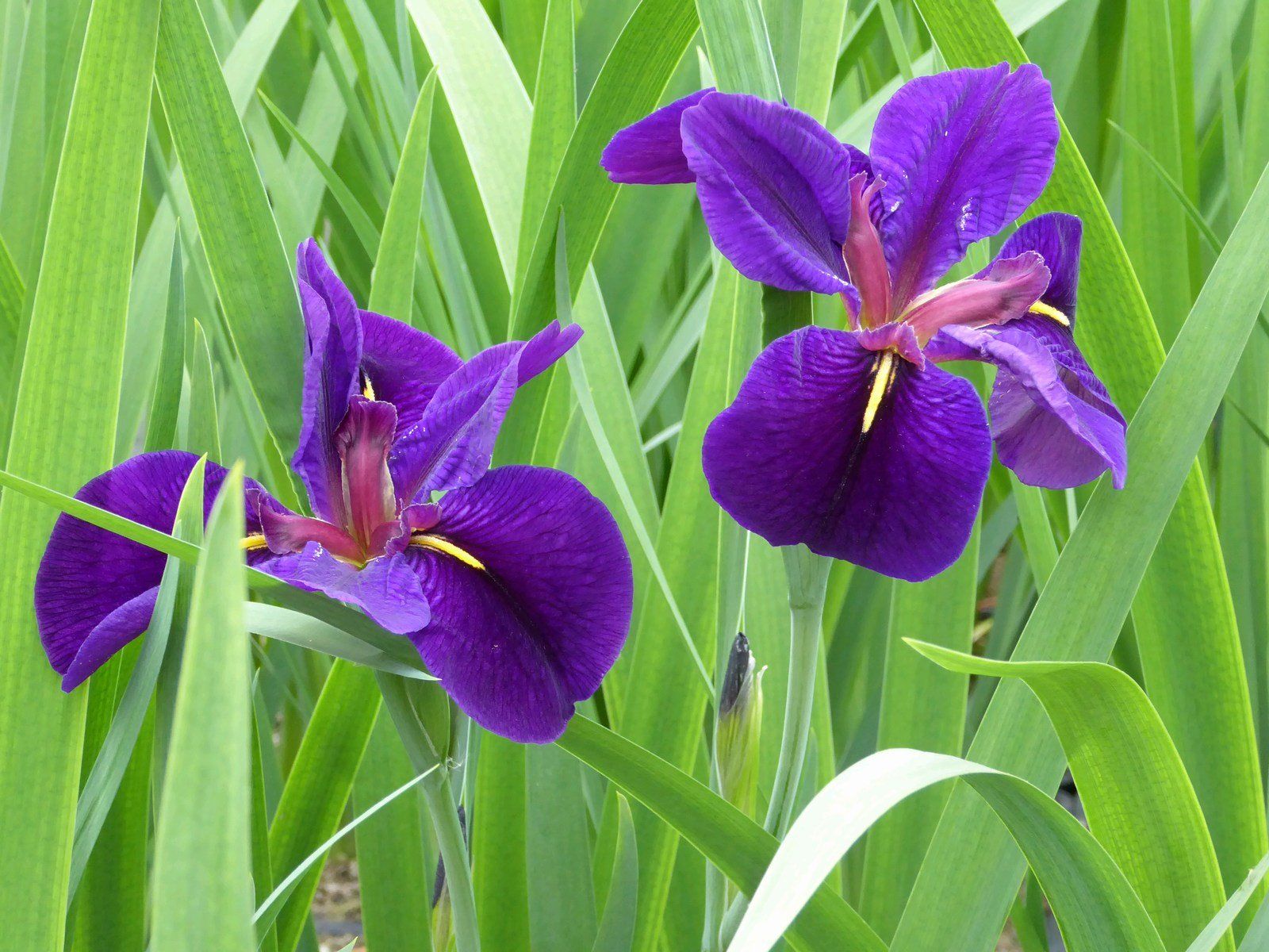 Iris+louisiana+_Black+Gamecock