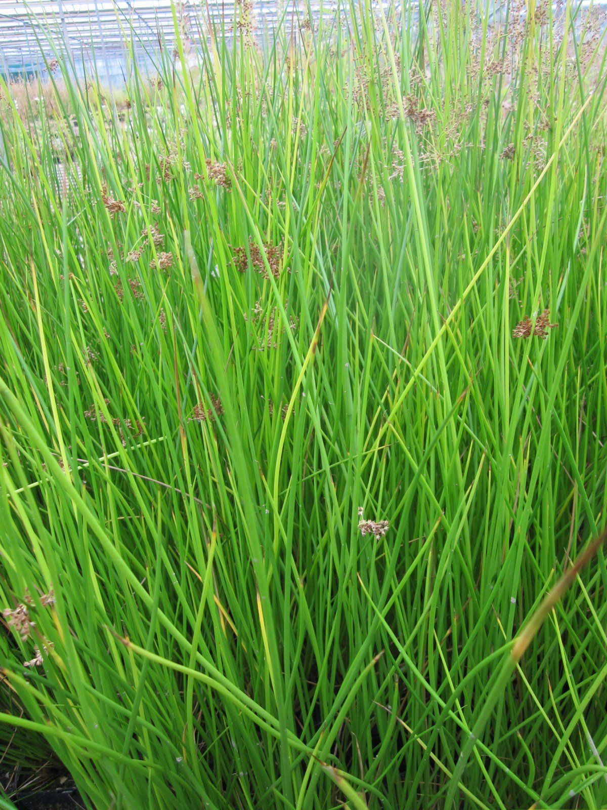 Juncus effusus