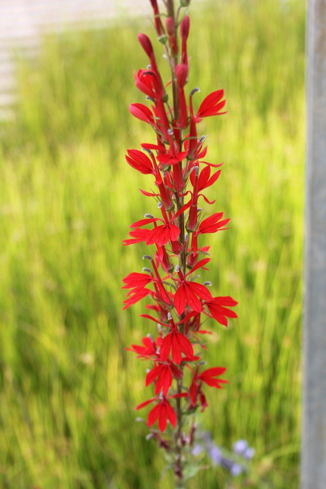 Lobelia+fulgens+_Queen+Victoria