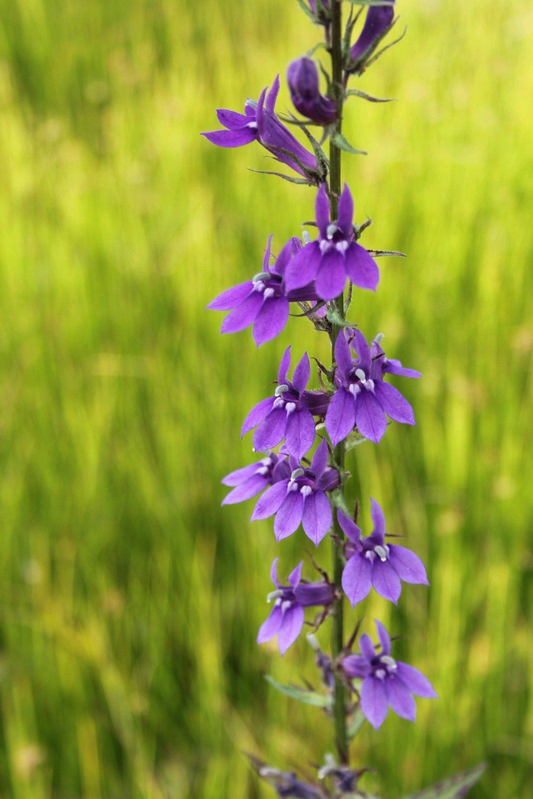 Lobelia+vedrariensis