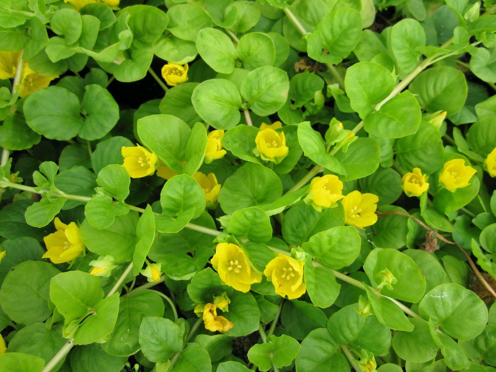 Lysimachia nummularia