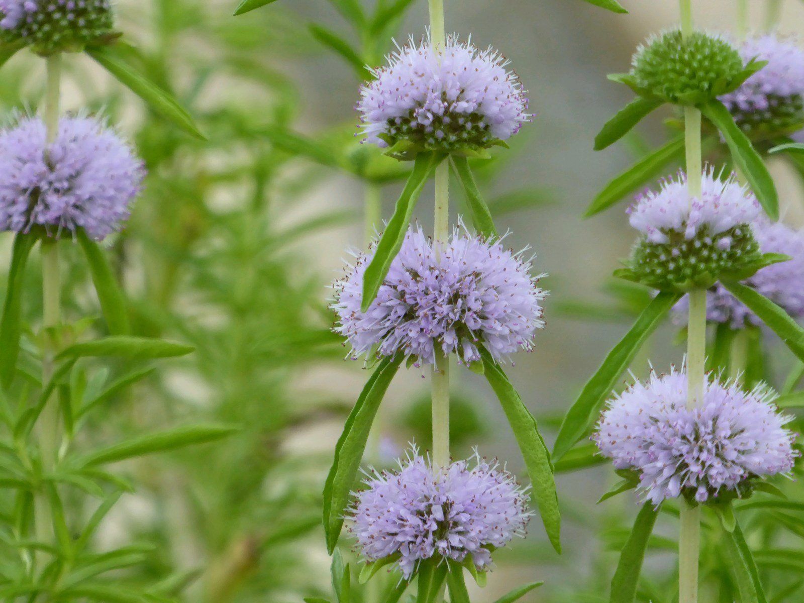Mentha cervina