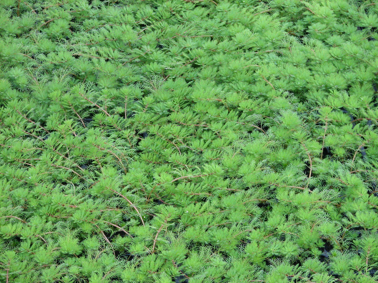 Myriophyllum brasilliensis red stem