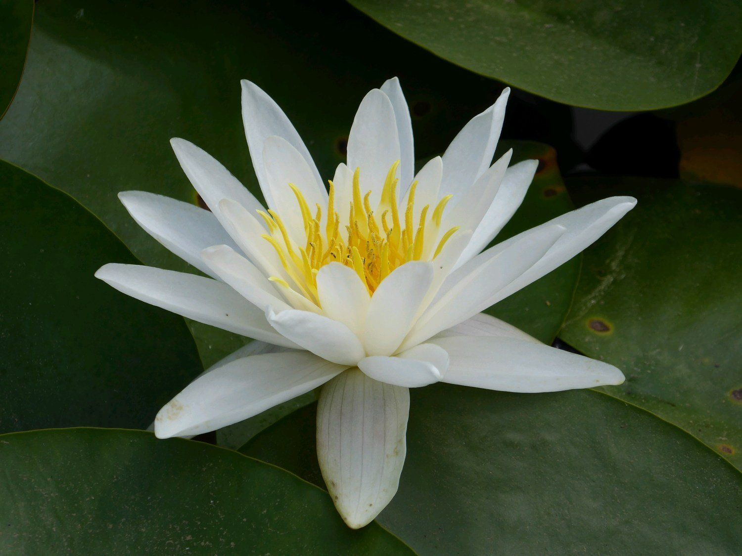 Nymphaea+Alba