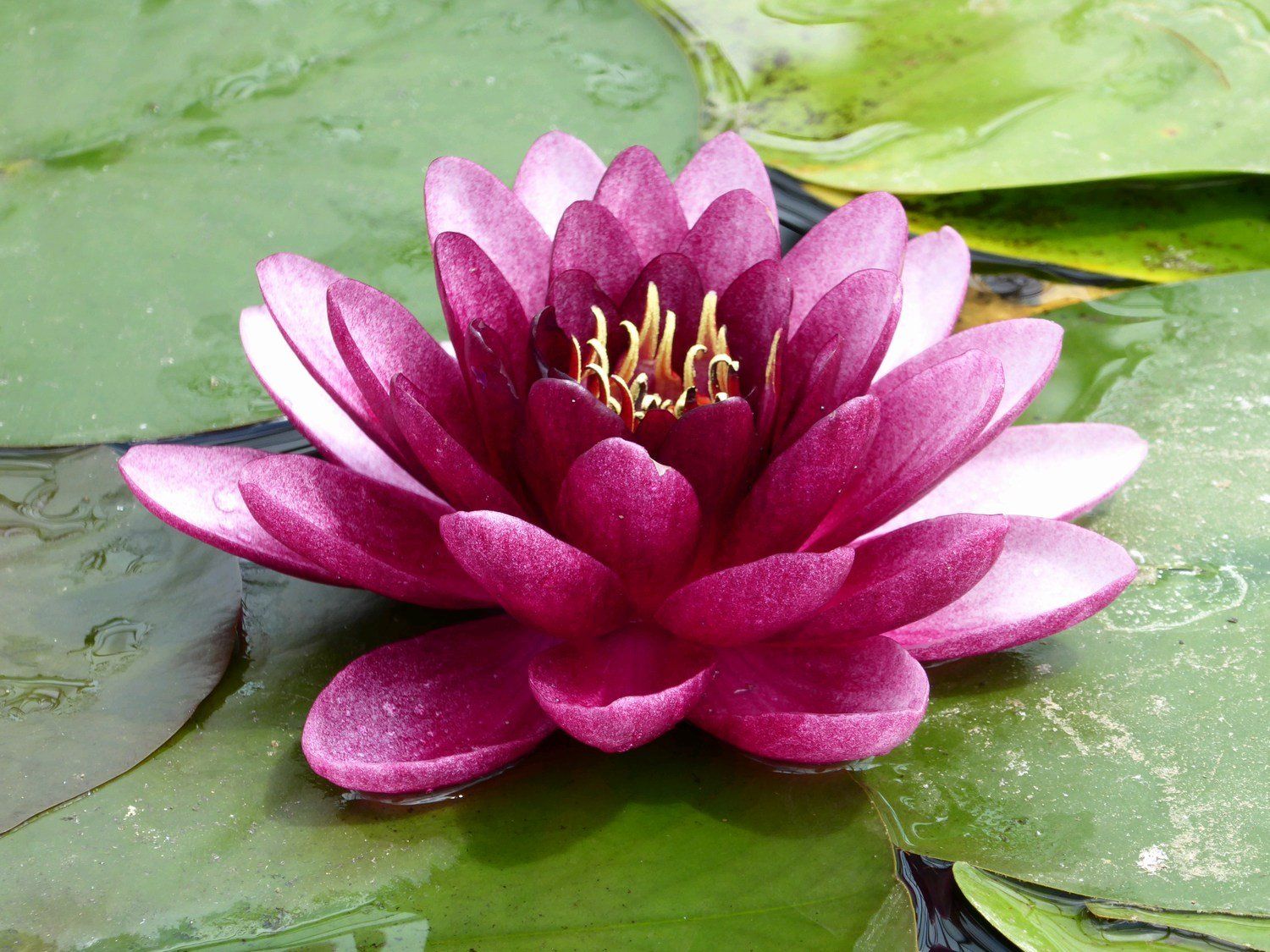 Nymphaea+Almost+Black