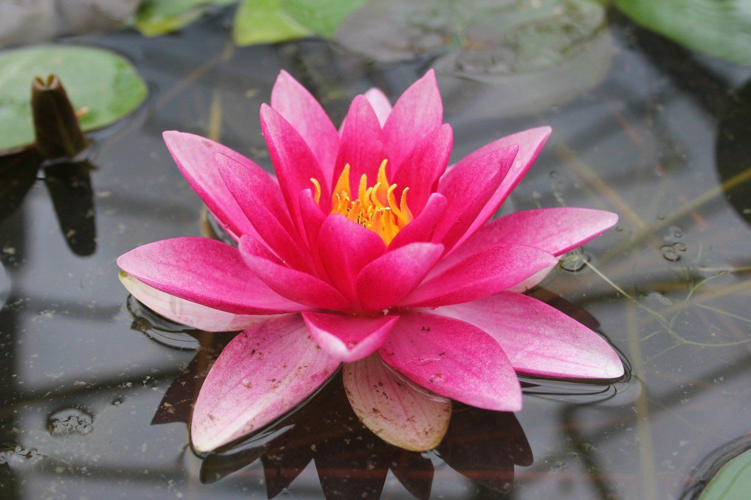 Nymphaea Attraction