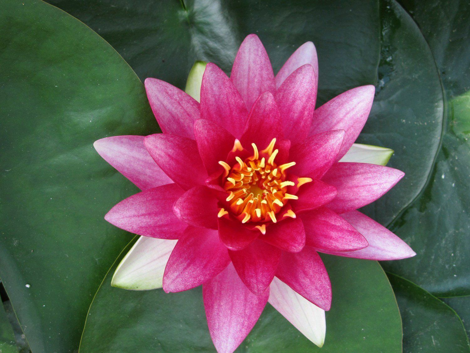 Nymphaea+Attraction
