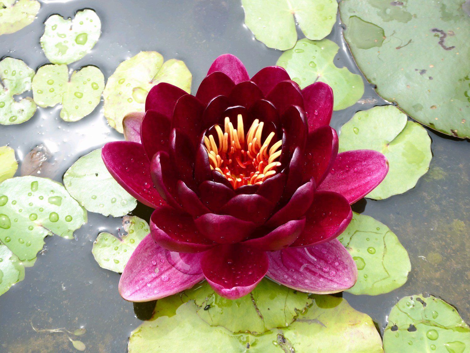 Nymphaea+Black+Princess