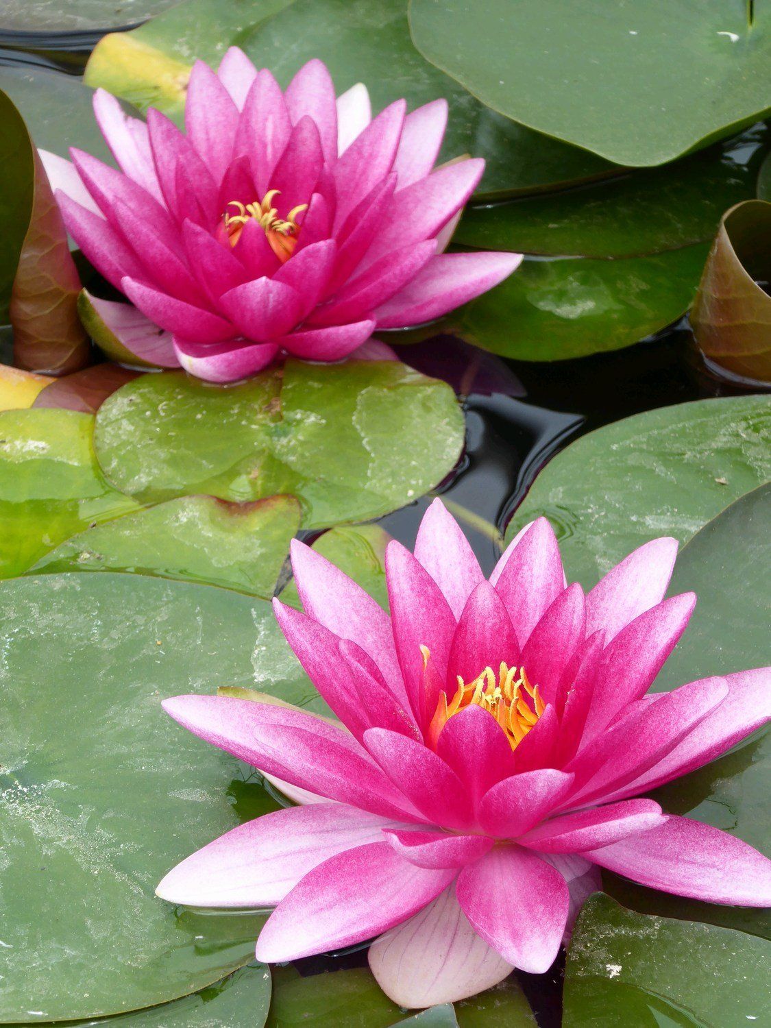 Nymphaea+Charles+de+Meurville