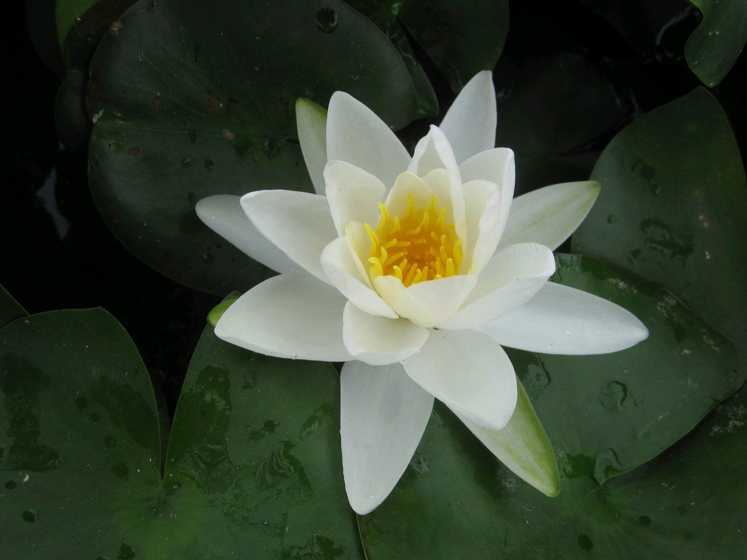 Nymphaea+Gladstoniana