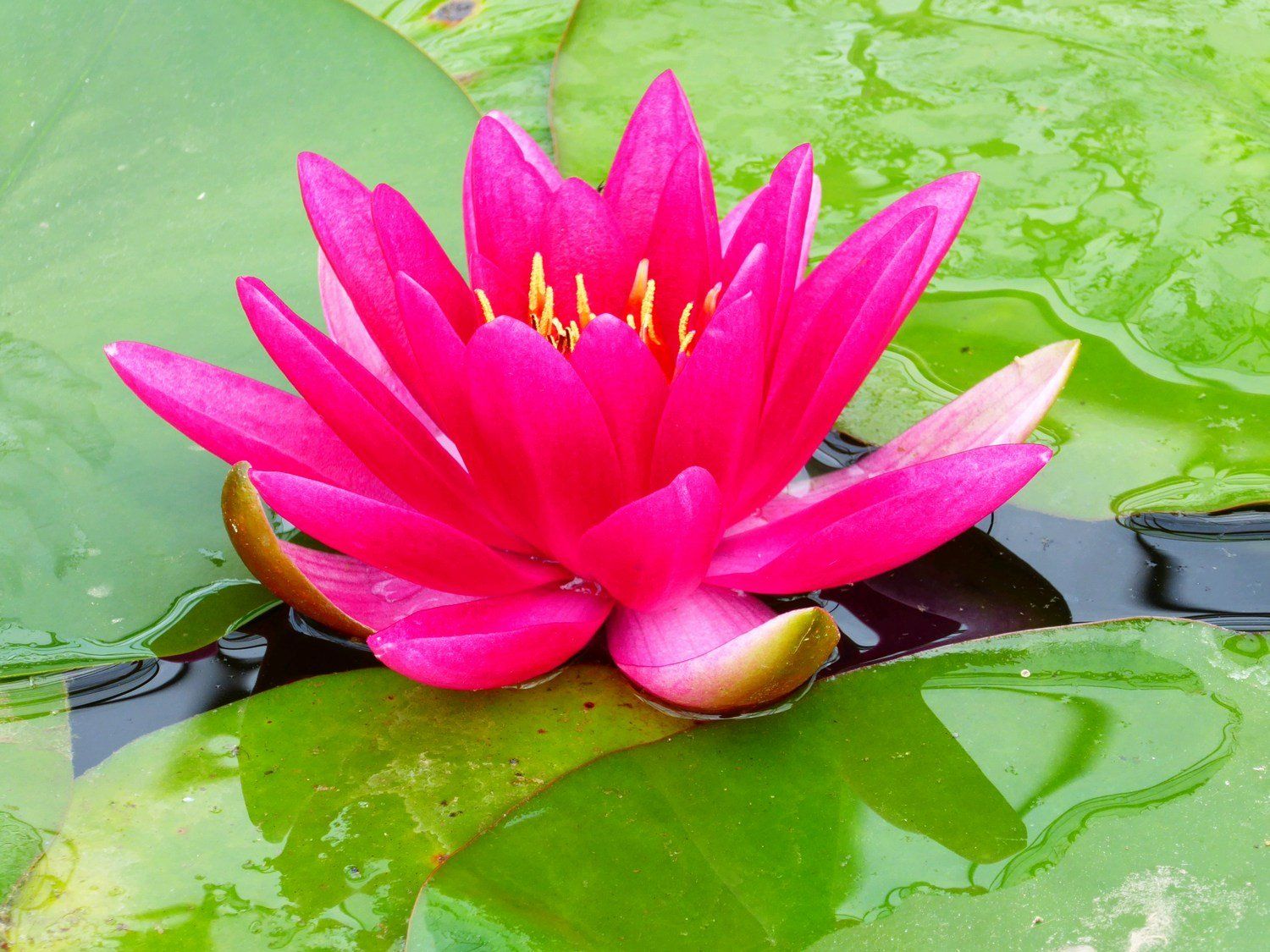 Nymphaea+James+Brydon