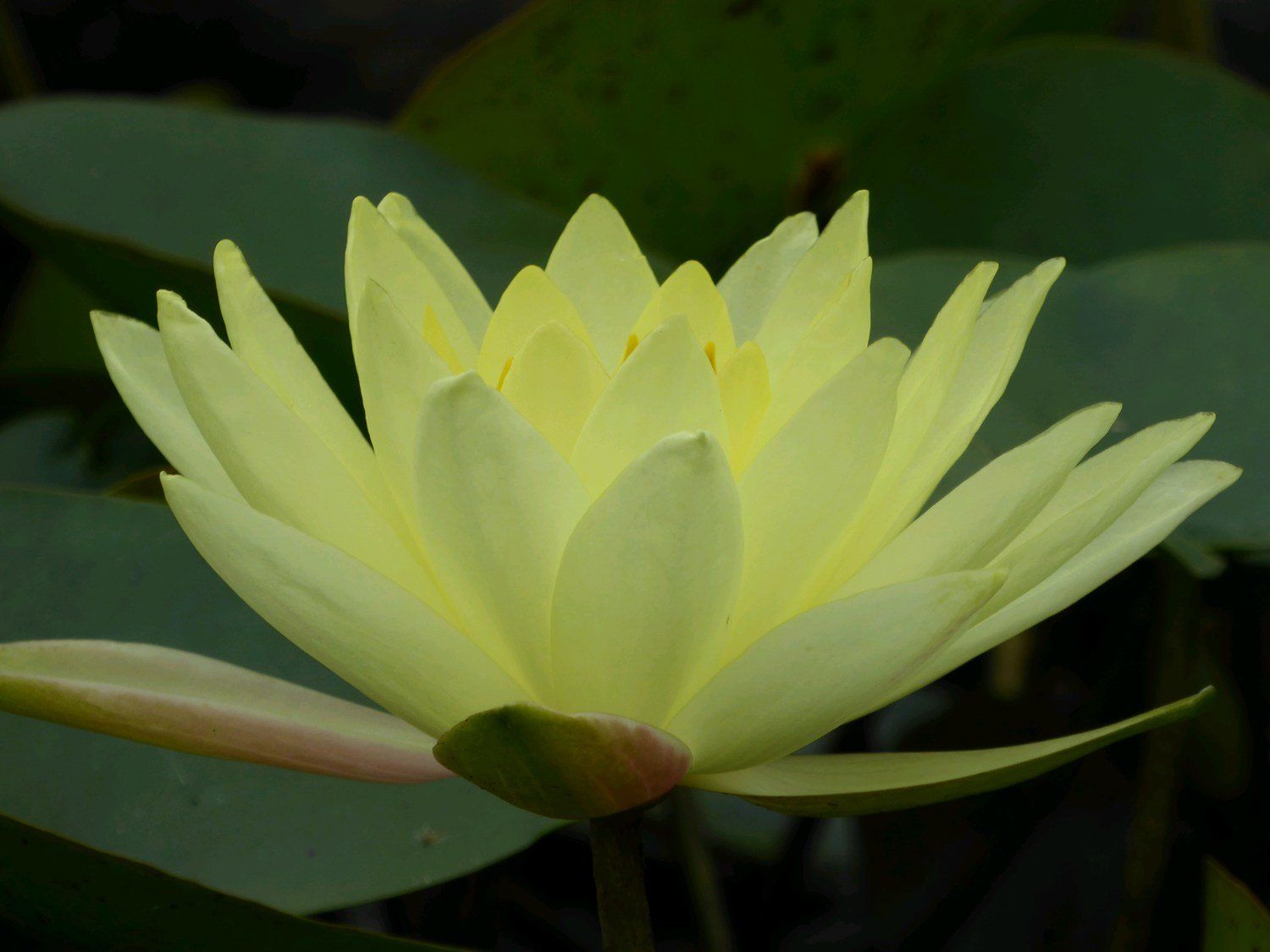 Nymphaea+Joey+Tomocik