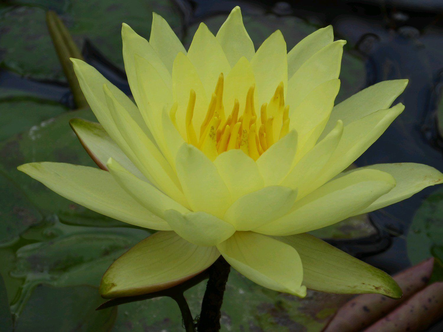 Nymphaea+Lemon+Mist